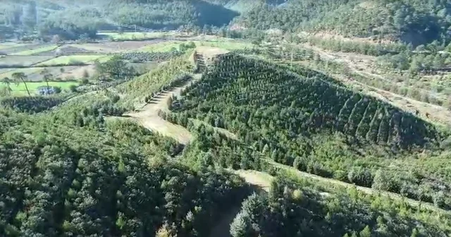 Dalaman da yanan alanlar tekrar yeşerdi Muğla Haberleri