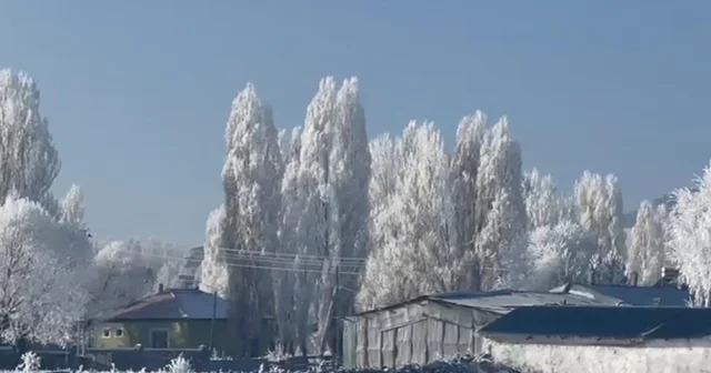 Ardahan ın Göle ilçesi, eksi 20 yi gördü; ağaçlar kırağı tuttu Ardahan Haberleri
