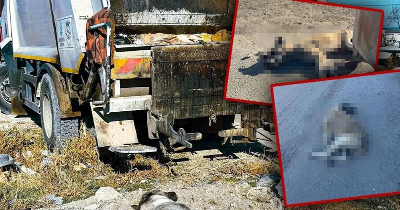 Bolvadin Belediyesi nden köpek katliamı : Öldürülen hayvanlar çöp kamyonlarıyla toplandı