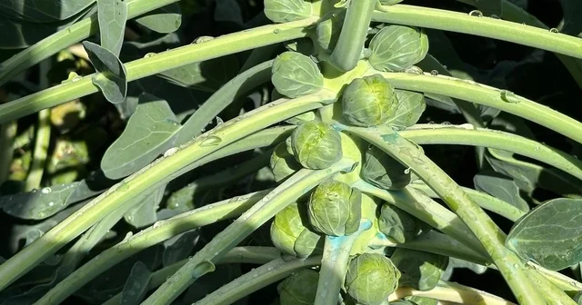 Rusya ve Hollanda lahanayı Brüksel den değil İznik ten alıyor Bursa Haberleri