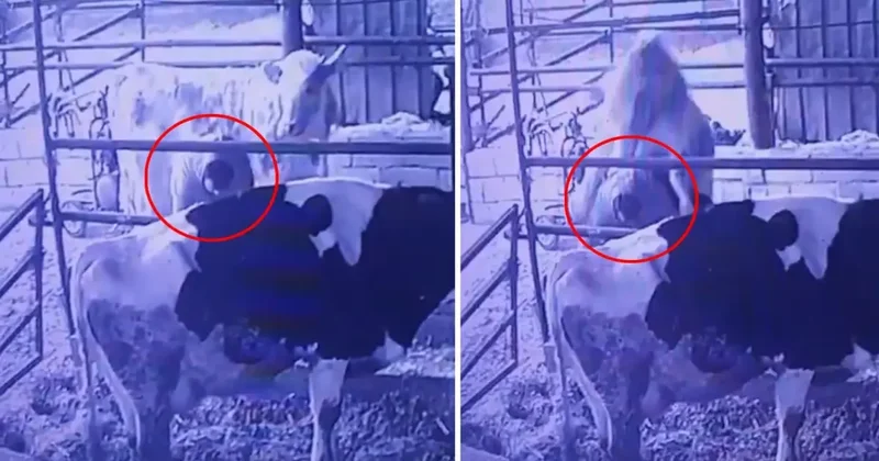 Ahırda bir garip olay! Videosu olmasa kimse inanmaz