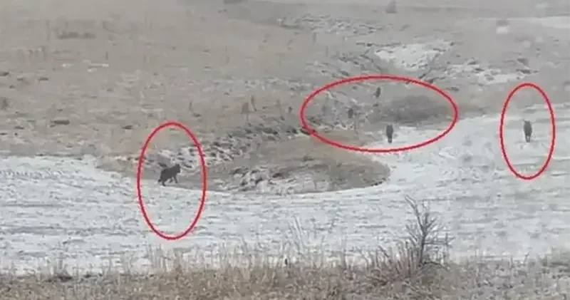 Köylere kadar inip sürü halinde görüntülendiler Gündem Haberleri