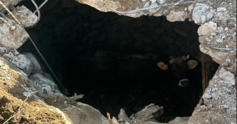 Metrelerce derinlikteki kuyuya düşen inek, itfaiye ekiplerince kurtarıldı Sözcü Gazetesi