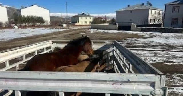 Kış şartları öncesi önlem: Başıboş binek hayvanları toplatıldı Bingöl Haberleri