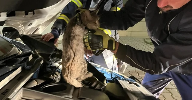 Erzincan da aracın motor bölmesine sıkışan kediyi itfaiye ekipleri kurtardı Erzincan Haberleri