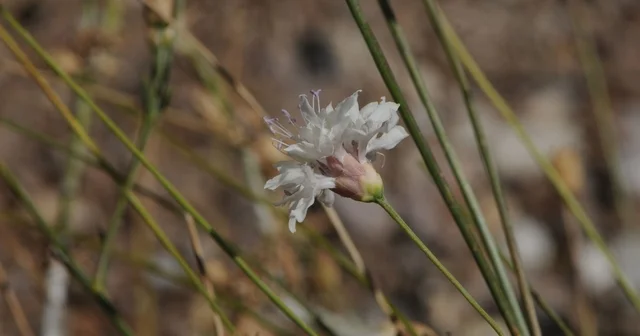 Çameli pelemiri bitki literatürüne kazandırıldı İzmir Haberleri