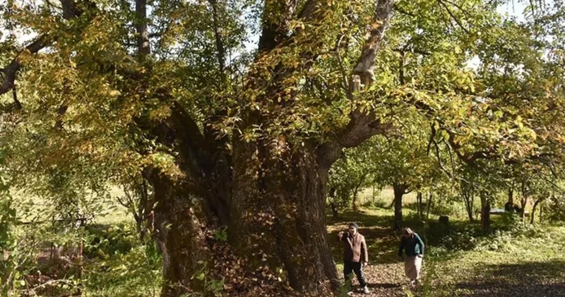 Yüzyıllara meydan okuyan canlı tarih koruma altında! İşte Türkiye nin 10 bin 503 doğal hazinesi