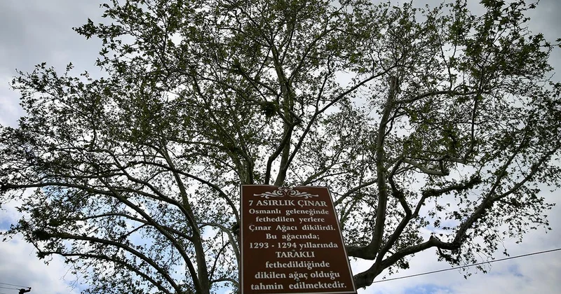 Türkiye de 10 bin 503 anıt ağaç koruma altında