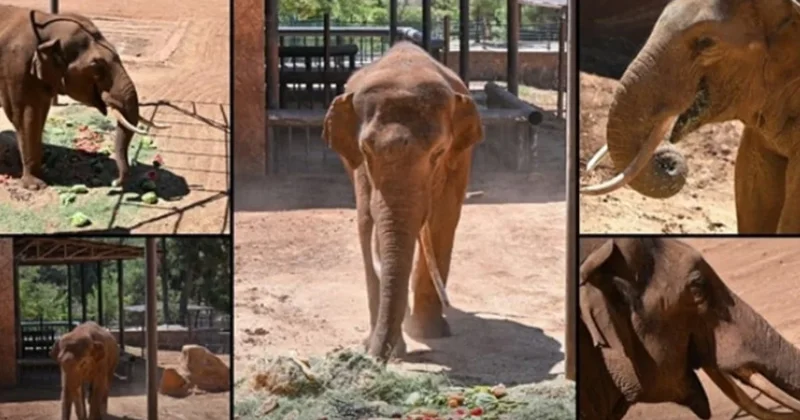 Gaziantep te yaşayan dünyanın ilk tüp bebek fili başını duvara vura vura intihar etti Sözcü Gazetesi
