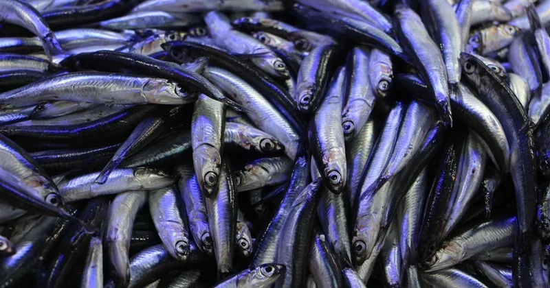 Kışın sofraların favori balığı ama yanlış pişirilirse zehre dönüşüyor Sözcü Gazetesi