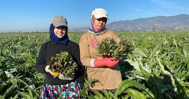 Coğrafi İşaretli Aydın Enginarı nda yılın ilk hasadı yapıldı Aydın Haberleri