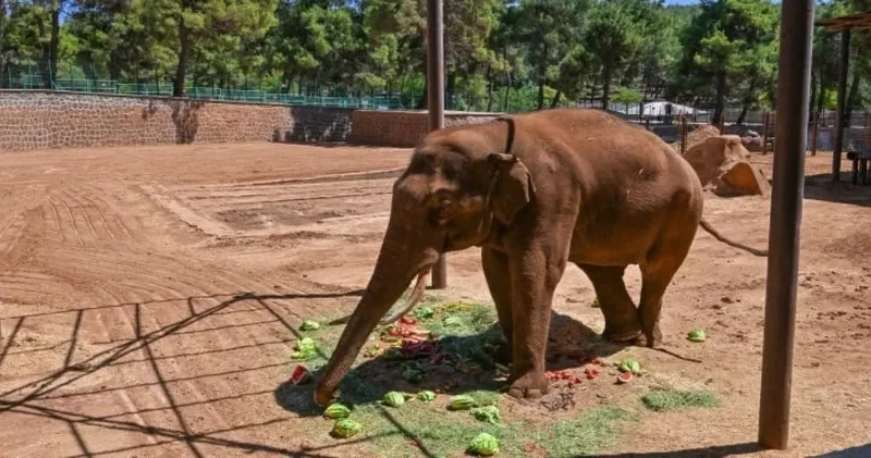 Meclis te Fil kavgası tutanaklara geçti! AKP li Gül ün Yok dediği Gabi nin sonu yürek yaktı
