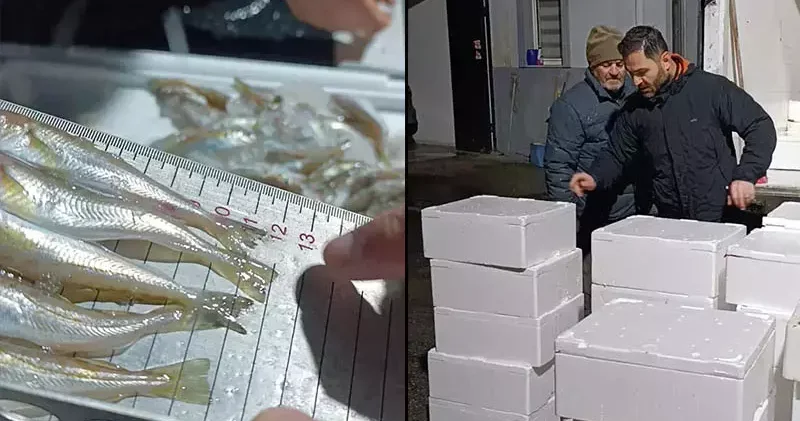 Samsun’da yasal avlanma boyunun altında olan 2,6 ton mezgit ele geçirildi