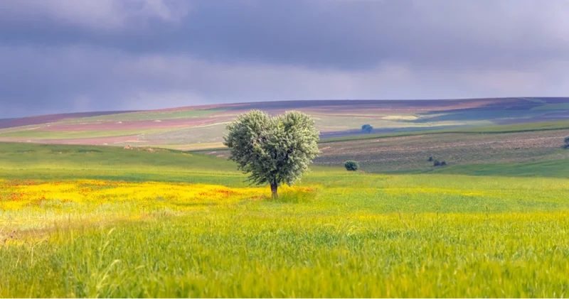 TOKİ 29 ilde 244 arsa satıyor: TOKİ 244 arsa satışı ne zaman, nerede, ödeme seçenekleri ve peşin indirimi detayları, arsalar nerede?