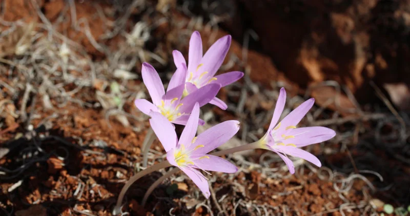 Endemik türü koparmanın cezası 699 bin 245 TL