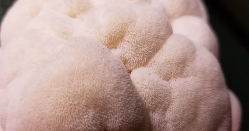 Doğada rastgele bulup balkonunda çoğalttı, şimdi kilosunu 2500 liradan satıyor Sözcü Gazetesi