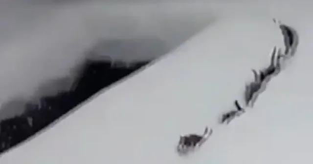 İmamın çağrısına uyan kediler karda tek sıra yürüdü: O anlar tebessüm ettirdi VİDEO İZLE