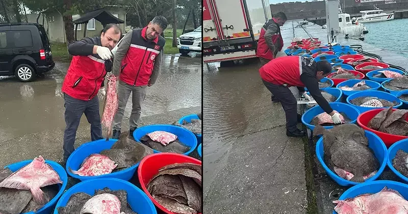 Kandıra’da yasa dışı avlanan 500 kalkan balığı ele geçirildi