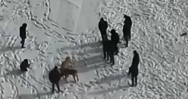 Köpek dövüşüne dron baskını: Kaçış anları saniye saniye kamerada VİDEO İZLE