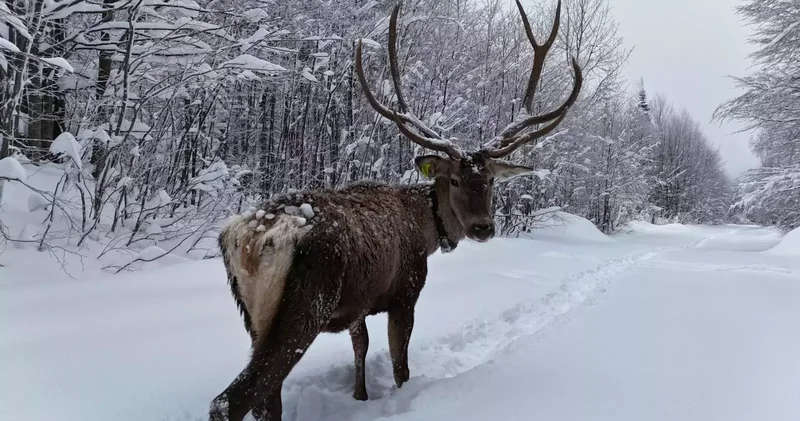 Karla kaplı yaylada yürüyen geyik dron kamerasında