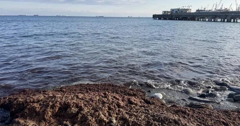 Tekirdağ da sahilde kırmızı yosun birikti