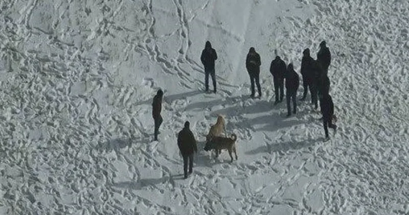 Köpek dövüştürenler dronu görünce arkalarına bakmadan kaçtı