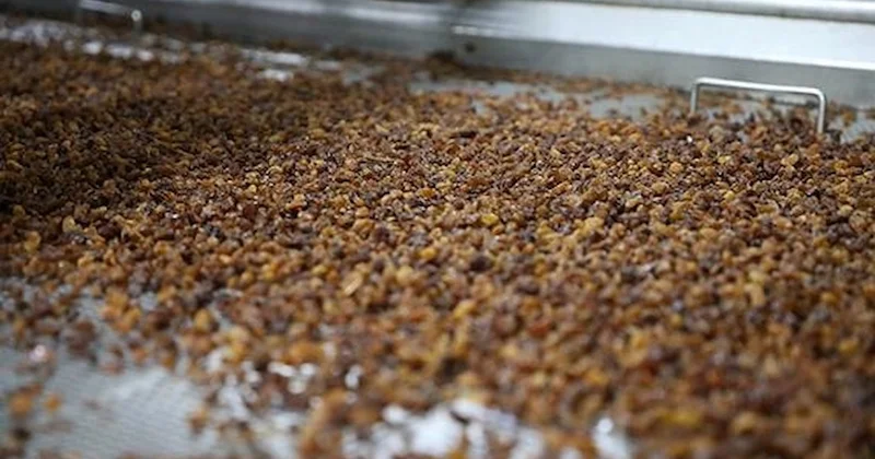 Türkiye de yüzüne bakan yok... Japonların hafızalarının güçlü olmasının nedeni meğer buymuş Sözcü Gazetesi