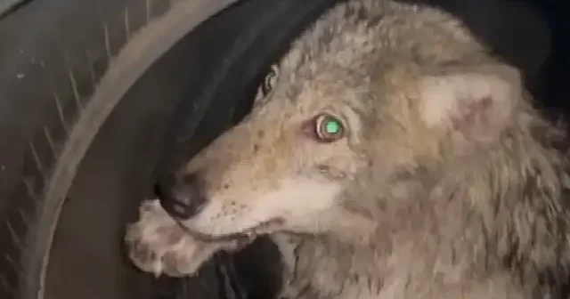 Bingöl de kurt lastik dükkanına girdi: Vahşi hayvanı belediye ekipleri yakaladı VİDEO İZLE