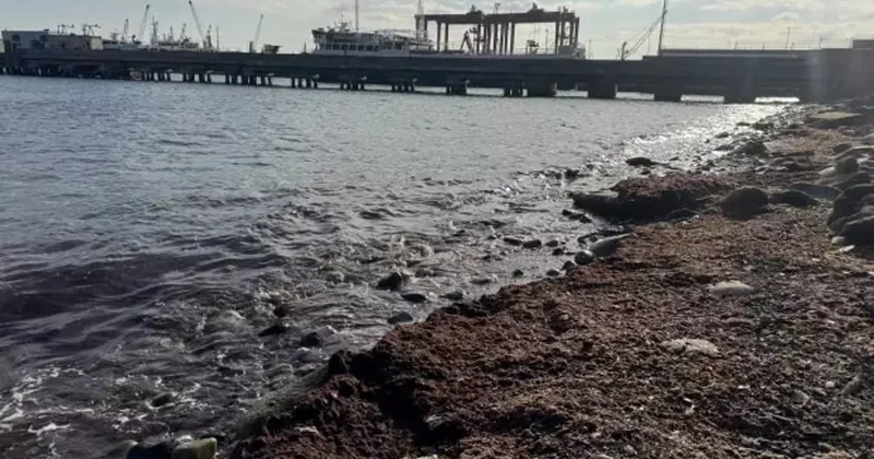 Sahil bir anda kırmızıya döndü: Kötü kokuya neden oldu!