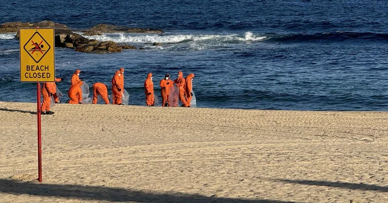 Avustralya nın Sydney kentinde köpek balıkları 2 çocuğa saldırdı