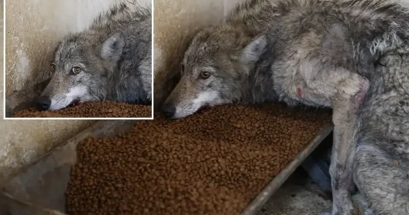 Bingöl de iş yerine giren kurt yakalandı Bingöl Haberleri