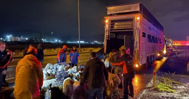 Kayseri de taşkın riski: 200 hayvan tahliye edildi Kayseri Haberleri