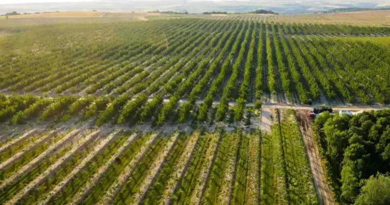 Avrupa 2040 da 2 kat genç çiftçi hedefliyor, tarımda gelecek gençlerle biçilecek