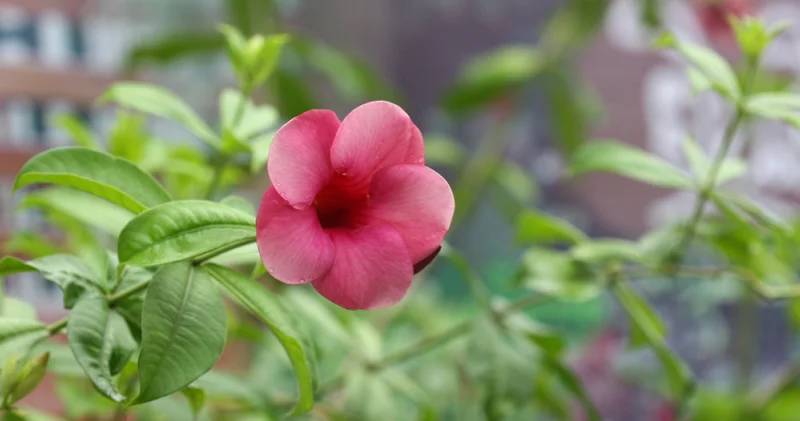 İlk Cemre düştü mü? 2026 Cemre havaya, suya, toprağa ne zaman, hangi tarihlerde düşecek?