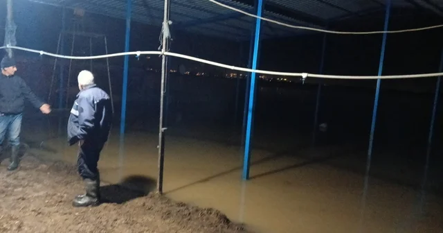 Koçarlı da su baskını sonrası hayvan tahliyesi sürüyor Aydın Haberleri