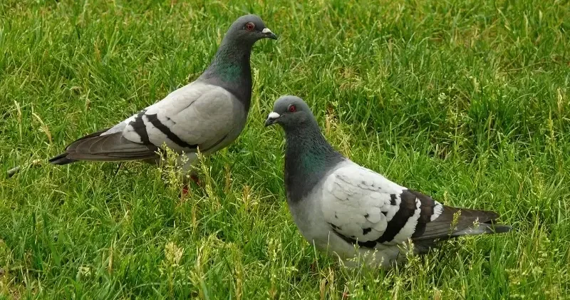 Polonya da dikkat çeken karar: Güvercinlere doğum kontrolü uygulanacak Dünya Haberleri