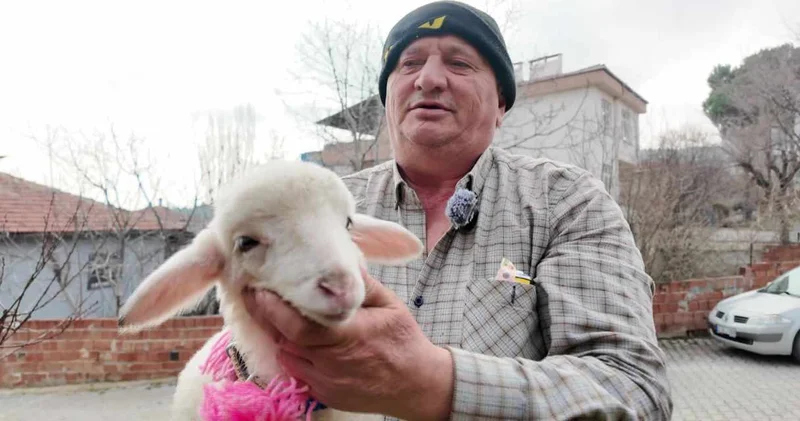 Boyabat ta Pamuk kuzu sahibinin peşini bırakmıyor
