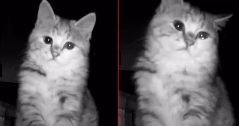 Viral akım sürüyor: Bu kez ağlayan bir kedi gündemde