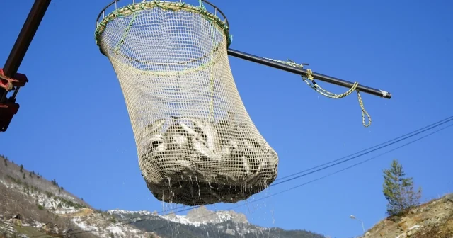 Denizi olmayan Gümüşhane de alabalık üretimi 2 bin tona ulaştı Gümüşhane Haberleri