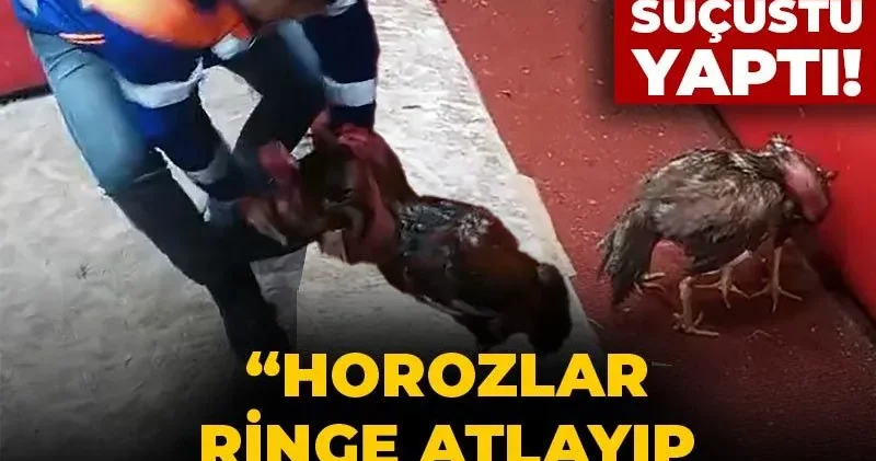 Polis kılık değiştirerek suçüstü yaptı! Horoz dövüştüren şüphelinin akılalmaz savunması pes dedirtti