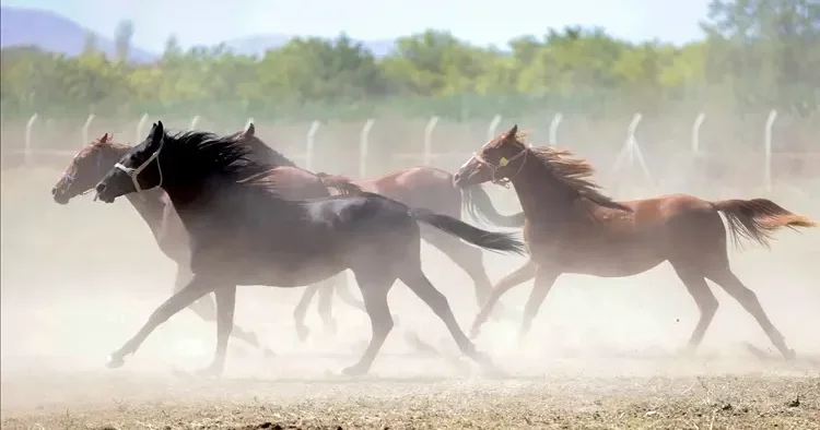 TİGEM den kayıp atlar iddiasına yalanlama