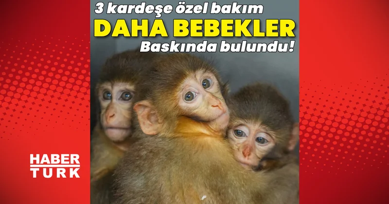 Son dakika: Yasa dışı barındırılıyorlardı... Kurtarılan 3 Makak yavrusuna özenle bakılıyor Son dakika haberleri