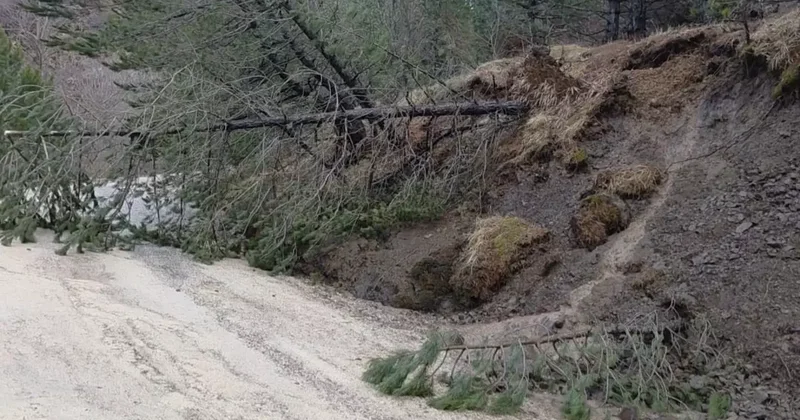 Amasya’da ormanlık alanda heyelan: Ağaçlar devrildi