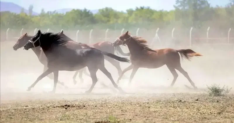 Değeri 100 milyon lira olan yarış atları kayıp iddiasına TİGEM den net sözlerle yalanlama Aktüel Haberleri
