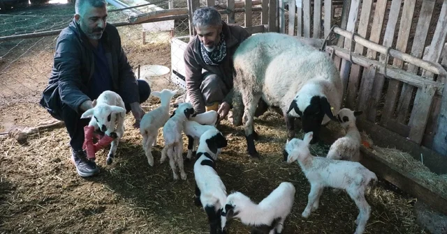 Denizli de koyun tek batında 9 yavru doğurdu Denizli Haberleri
