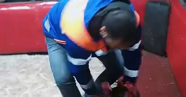 Temizlik işçisi kıyafeti giyen polisten horoz dövüşüne suçüstü; 661 bin lira ceza Adana Haberleri