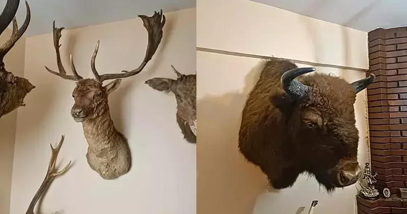 Tekirdağ da tahnit ve trofelerden oluşan 40 parça ele geçirildi