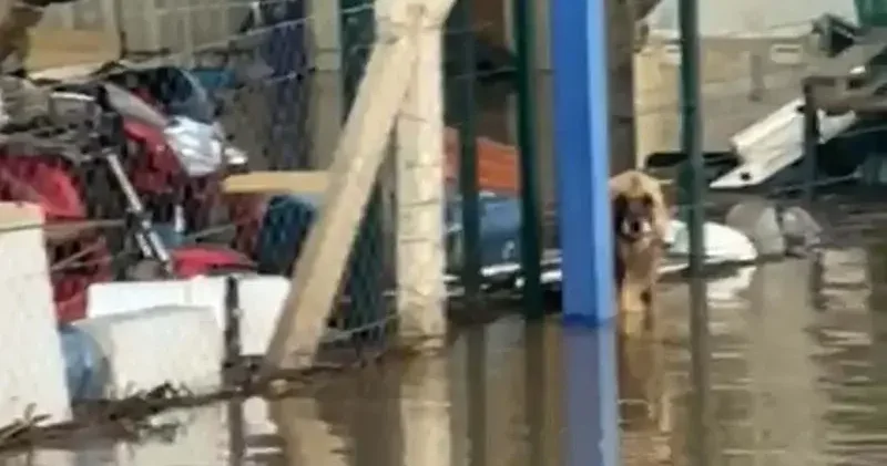 Şoför ihbar etti; su dolan çiftlikte mahsur kalan köpekleri hayvanseverler kurtardı