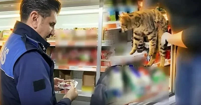 Zincir market denetiminde skandal: Tavuk dolabından kedi çıktı Sözcü Gazetesi