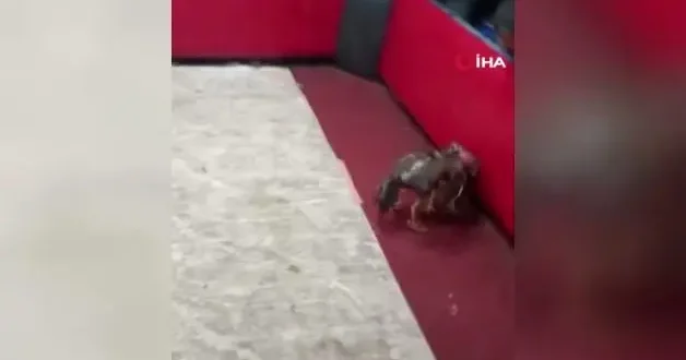 Adana da polis, temizlik işçisi kılığına girerek horoz dövüşünü ortaya çıkardı!